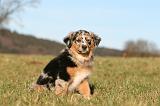 BERGER AUSTRALIEN PUPPIES 762